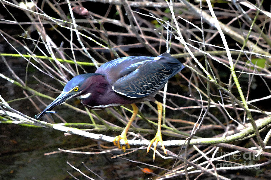 Green Heron Photograph by Pravine Chester