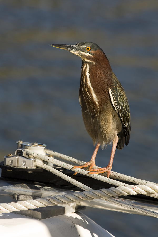 Green Heron Photograph by Sally Weigand