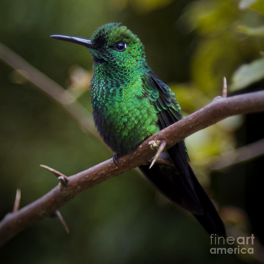 Green Hummingbird Photograph by Carrie Cranwill