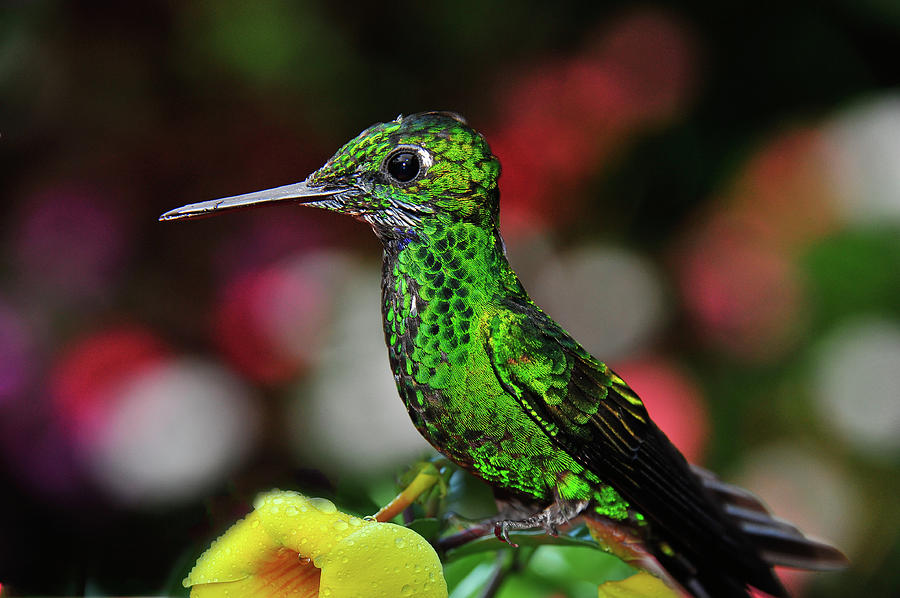 Green Hummingbird Photograph by Harry Spitz