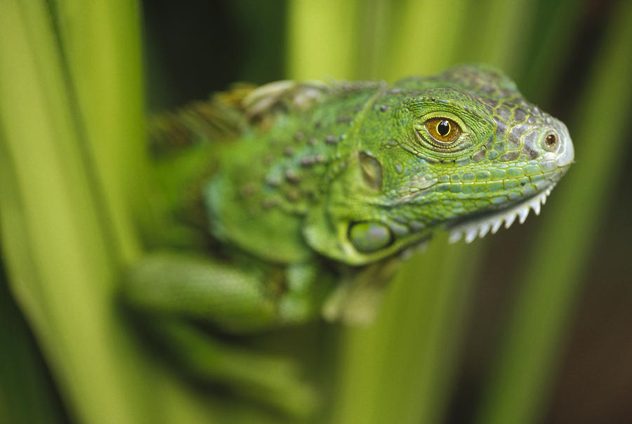 Green Iguana Amid Green Leaves Roatan Photograph by Tim Fitzharris