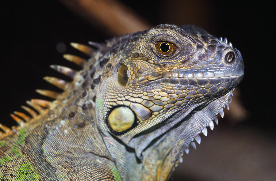 Green Iguana Photograph by Natural Selection Ralph Curtin - Fine Art ...