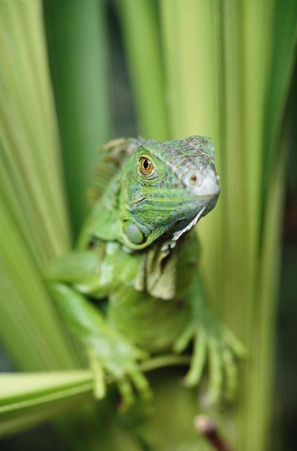 Animal Photograph - Green Iguana Portrait Honduras by Tim Fitzharris
