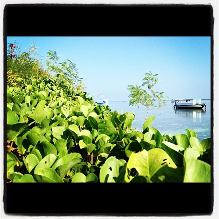 Summer Photograph - #green #iphonography #iphone4s #maldives by Ippe Fifty