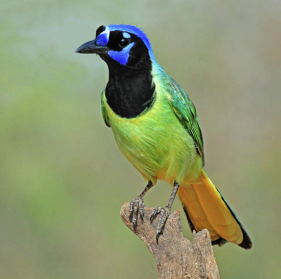 Green Jay Photograph by Dave Mills