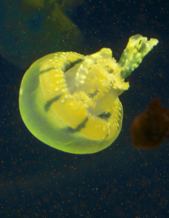 Animal Photograph - Green Jellyfish by Diana Cox