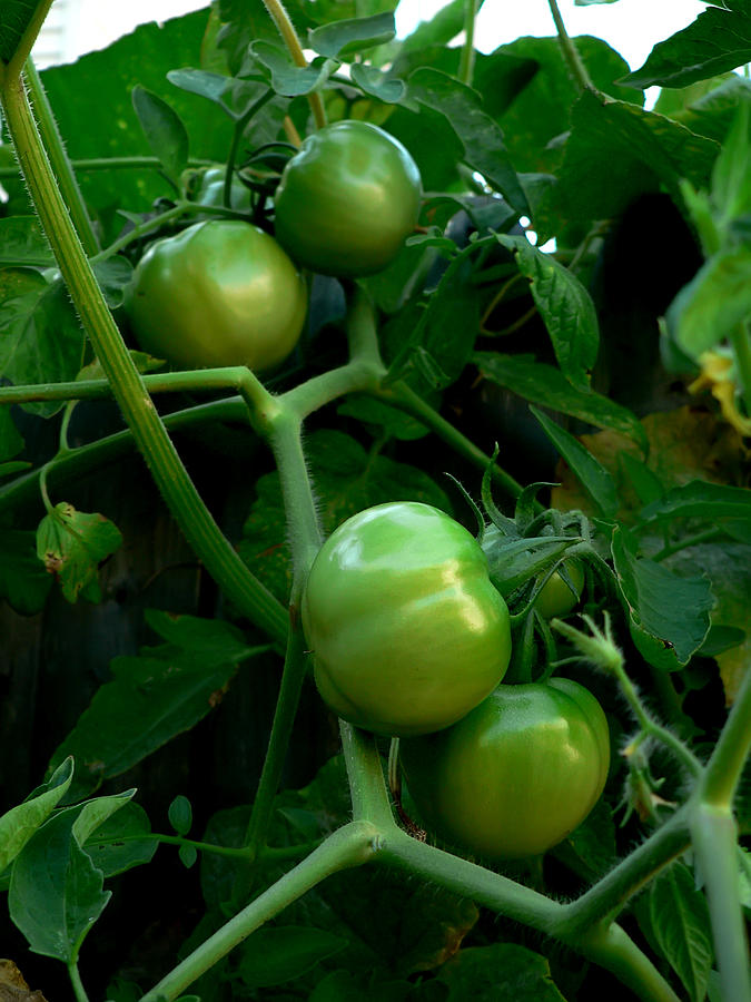 Green Jersey Tomatoes Photograph by Artistic Photos Fine Art America