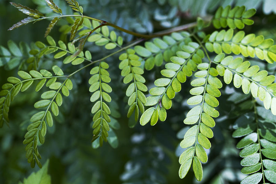 Green Photograph by Kathy Clark - Fine Art America