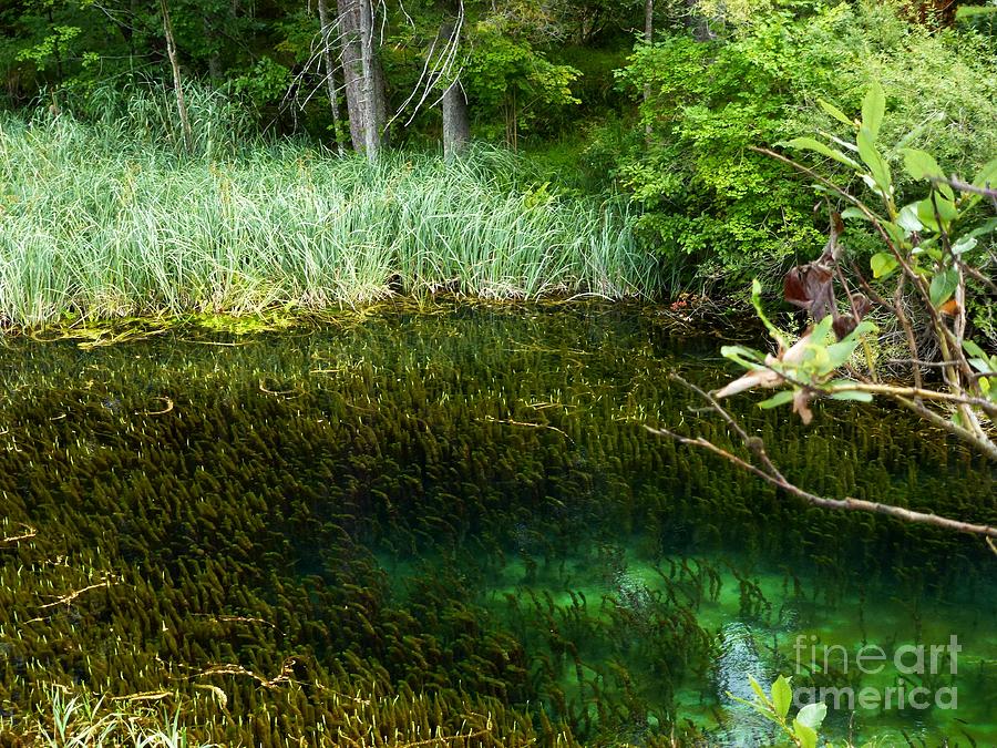 Green Lake in Plitvice Croatia Photograph by Amalia Suruceanu