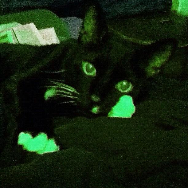 Green Lantern Kitteh Photograph by Cody The Cat