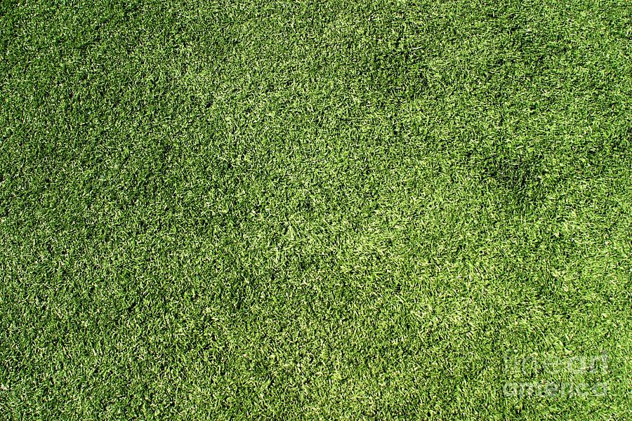 Green Lawn Photograph by Henrik Lehnerer