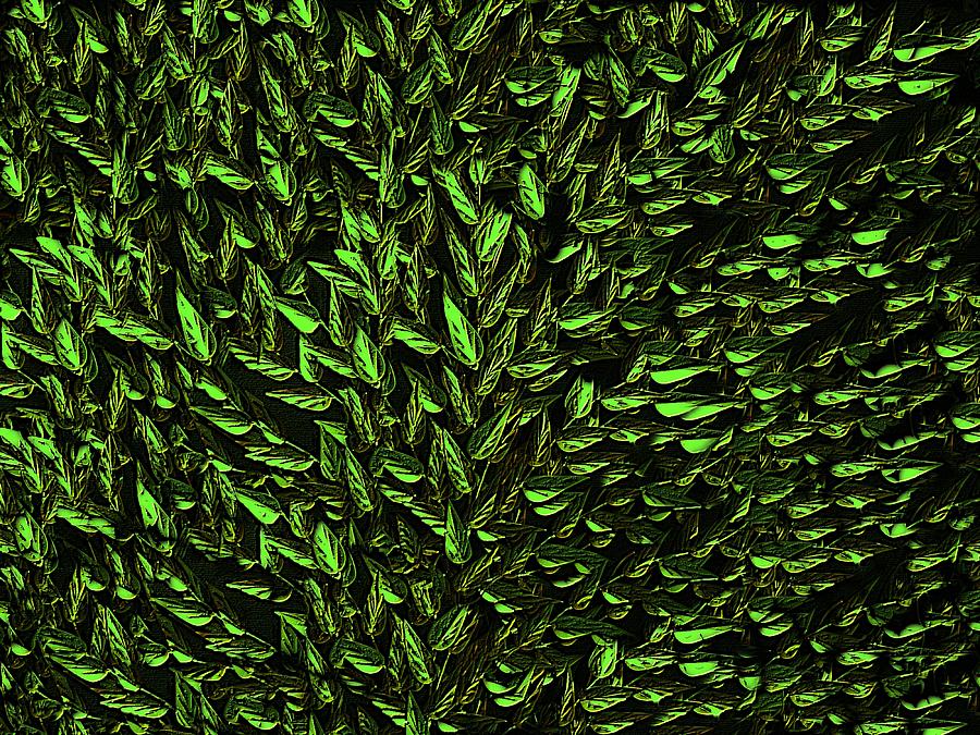 Green Leaf Digital Art by David Dehner