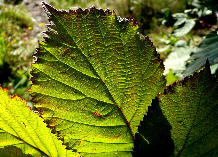 Green Leaf Glow Photograph by Lori Seaman