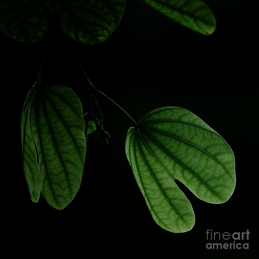 Green leaf in Black background Photograph by Pdamatic Foto - Pixels