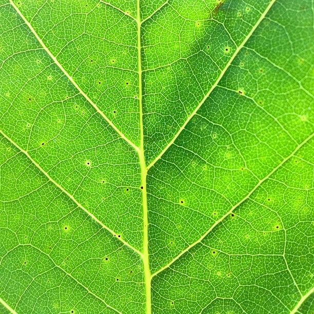 Green Leaf Photograph by Irina Moskalev