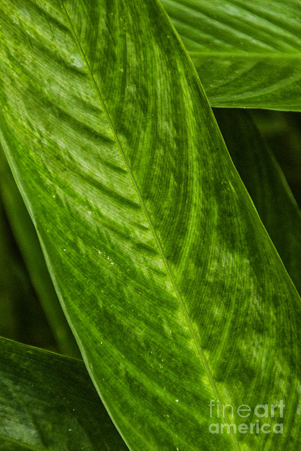 Green leaf Photograph by Rick Bragan
