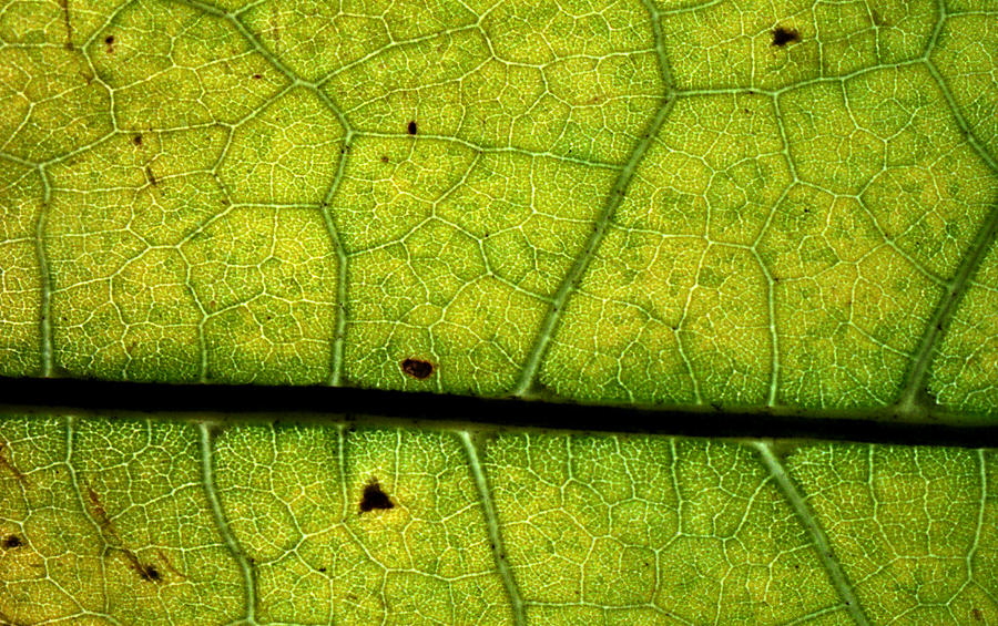 Green leaf with Cells Photograph by Jennifer Bright Burr