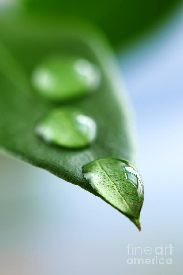 Nature Photograph - Green leaf with water drops by Elena Elisseeva