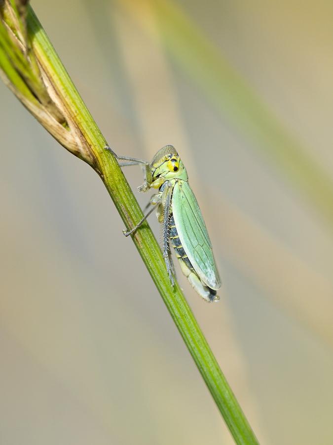 Green Leafhopper On A Plant Stem Photograph by Adrian Bicker