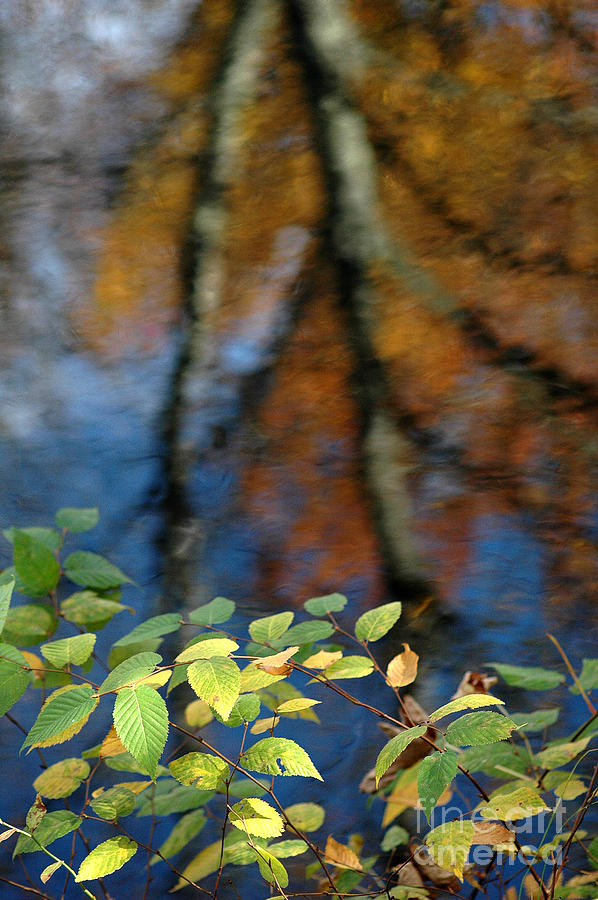 Fall Photograph - Green leaves and autumn reflection by Mike Nellums