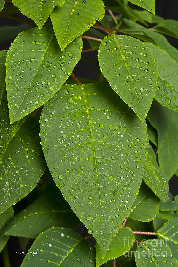 Green Leaves and Water Drops 2 Photograph by James BO Insogna - Fine ...