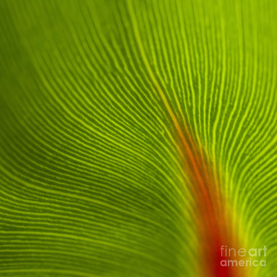 Green Leaves Series 10 Photograph by Heiko Koehrer-Wagner