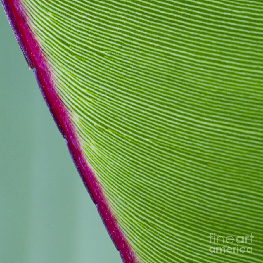 Green Leaves Series  7 Photograph by Heiko Koehrer-Wagner