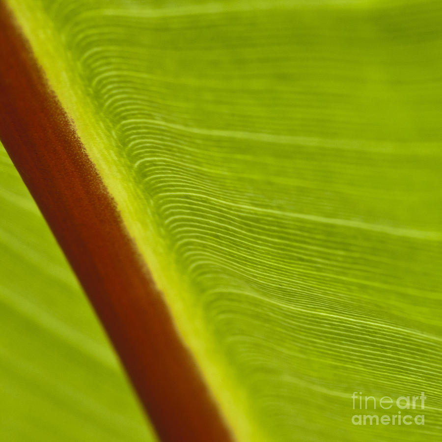 Nature Photograph - Green Leaves Series  8 by Heiko Koehrer-Wagner