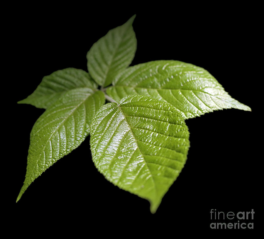 Green Leaves Photograph by Tony Cordoza