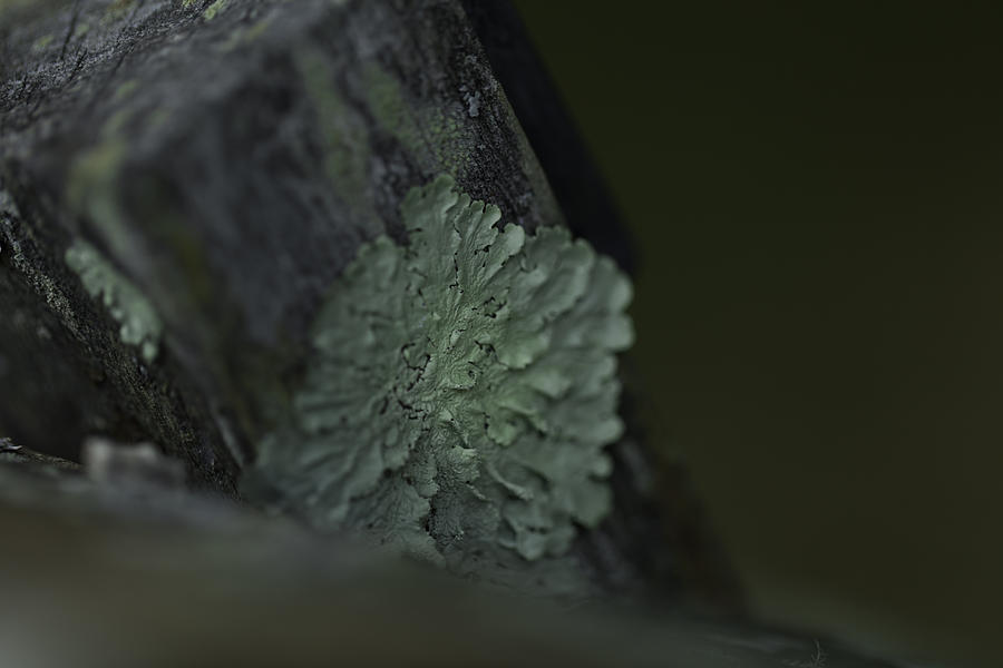 Green Lichen Photograph by Kate Hannon