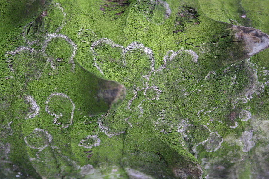 Green Lichened Palm Stalk Photograph by Jennifer Bright Burr