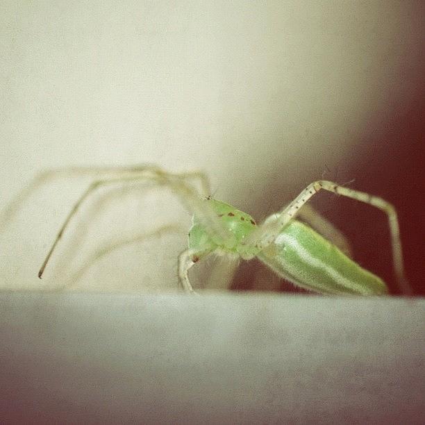 Green Lynx Spider Photograph by Purr Spex