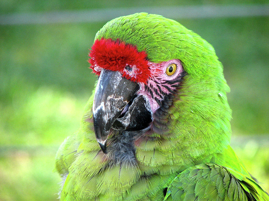 Green Macaw Photograph by Helaine Cummins