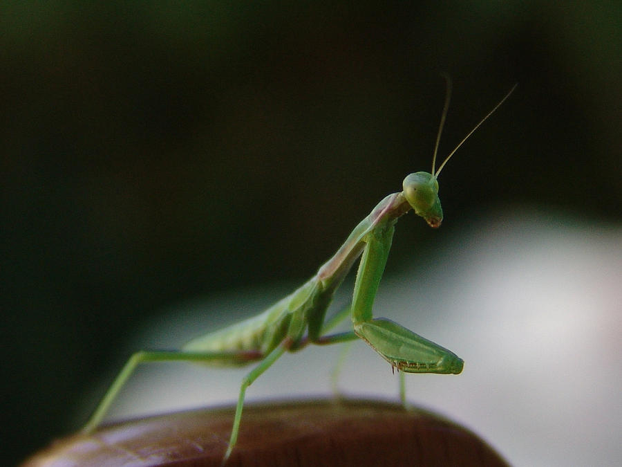 Green Mantis Photograph by Alessandro Della Pietra