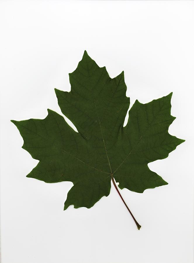 Green Maple Leaf Photograph