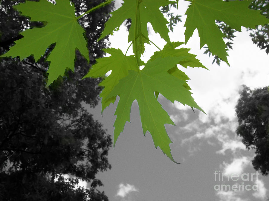 Green Maple Leaves Photograph by Mary Mikawoz