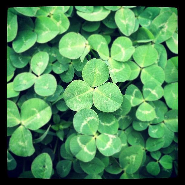 Nature Photograph - #green #marchphotoaday  Im Not Lucky by Rob Beasley