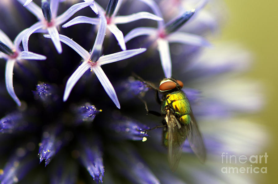 Green Metallic Fly on Globe Thistle Photograph by Sharon Talson
