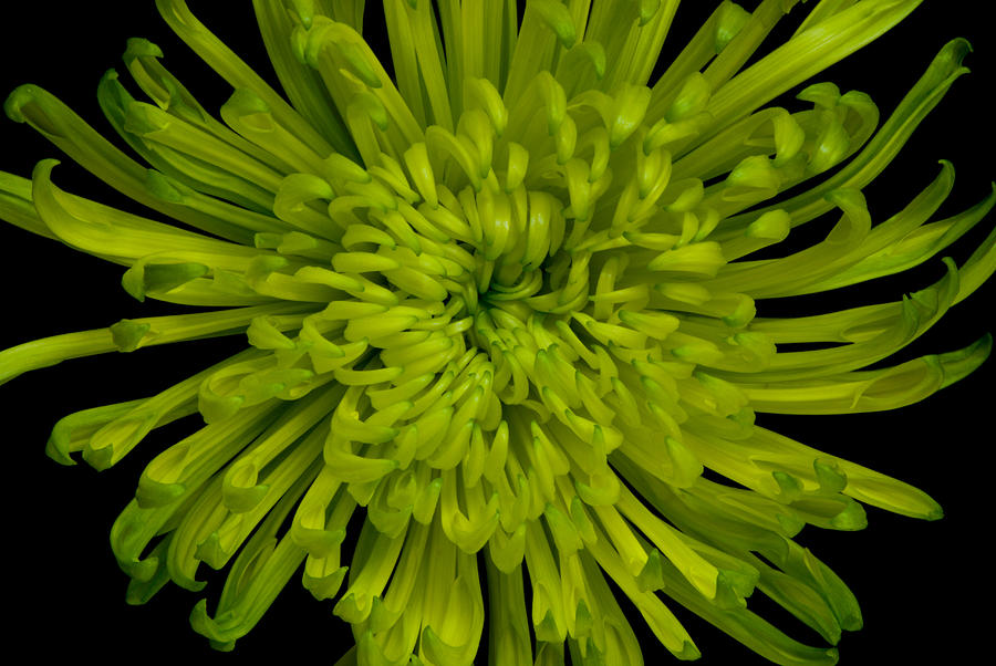 Green Mist Chrysanthemum Photograph By Dawn Black