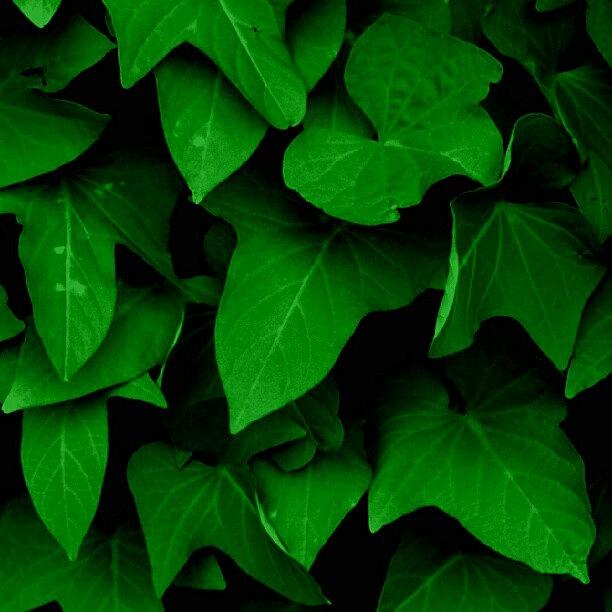 Green Monotone Leafs Photograph by James Granberry