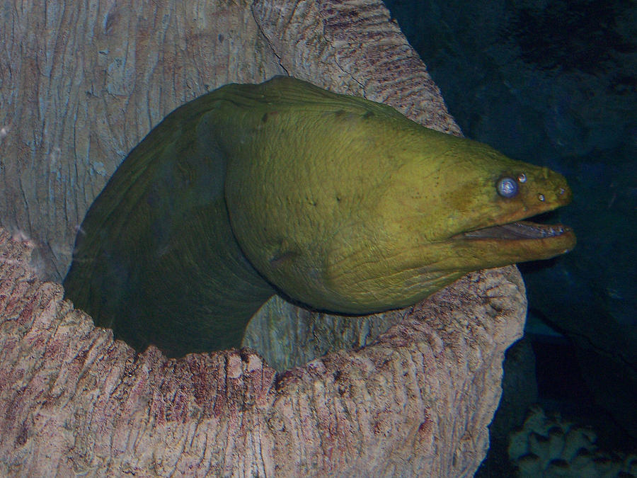 Fish Photograph - Green Moray Eel by April Wietrecki Green