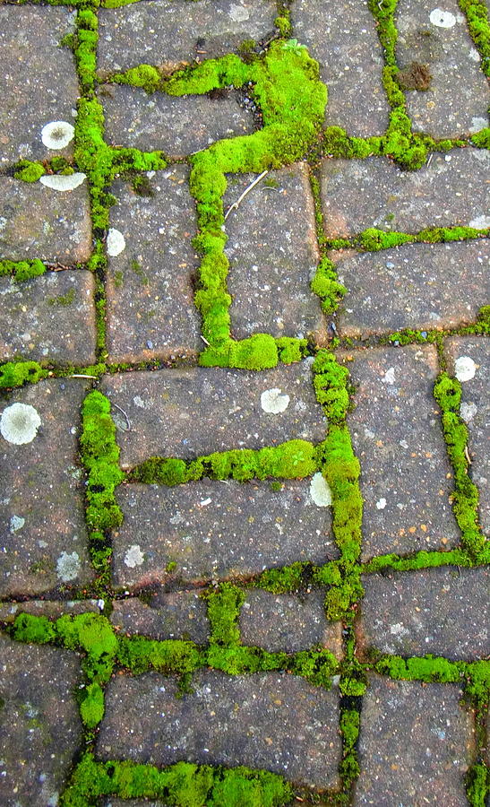 Green Moss of Home Photograph by April Koenig | Fine Art America