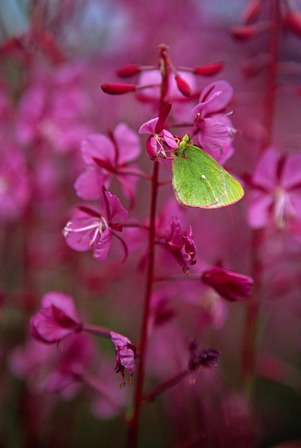 Green Moth On Fireweed Plant, Yukon Photograph by Robert Postma