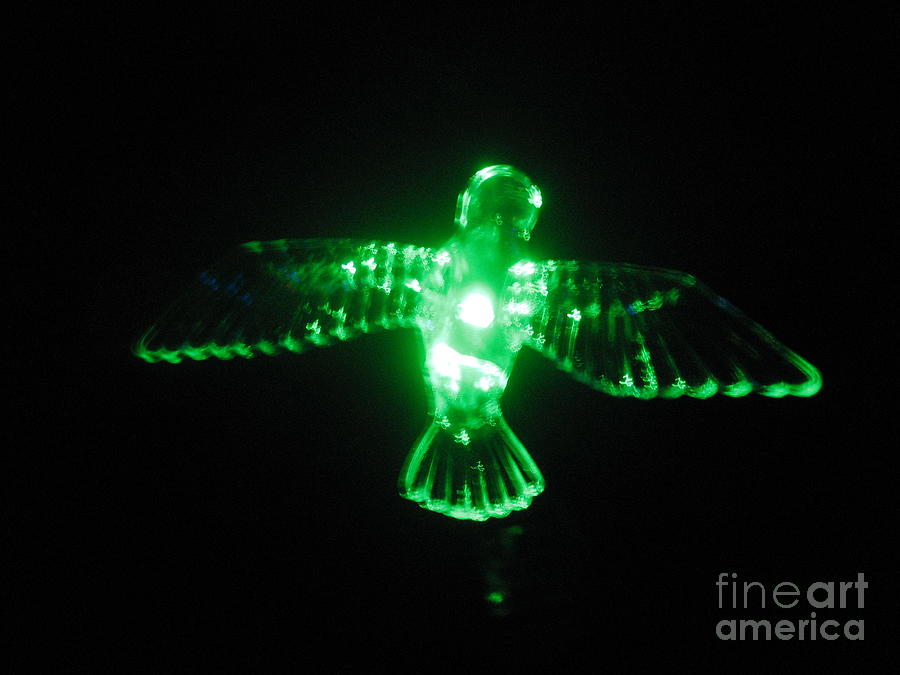 Green Neon in Flight Photograph by Christina A Pacillo