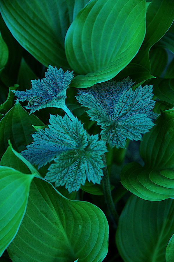 Green on Green Photograph by Michael Friedman