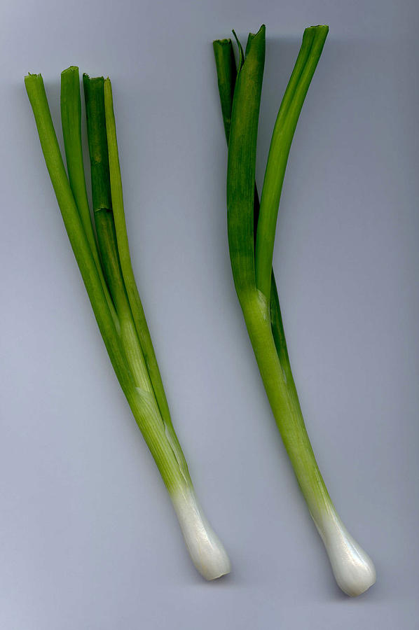 Green Onion  Photograph by Dragan Kudjerski