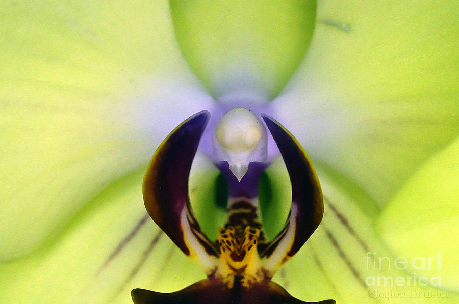 Green Orchid Macro Photograph by Clayton Bruster