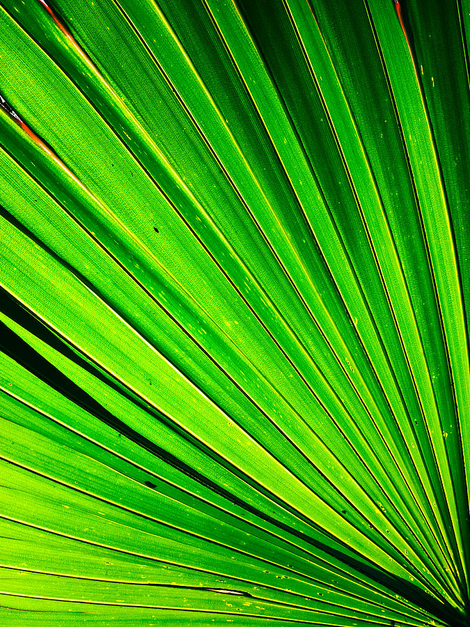Nature Photograph - Green palm leaf by Anya Brewley schultheiss