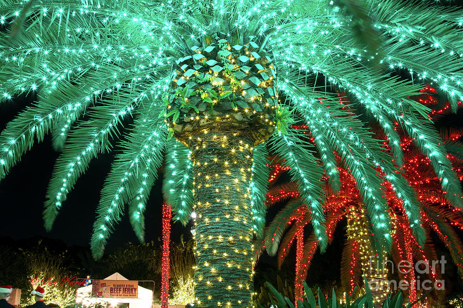 Green Palms Photograph by Sue Karski