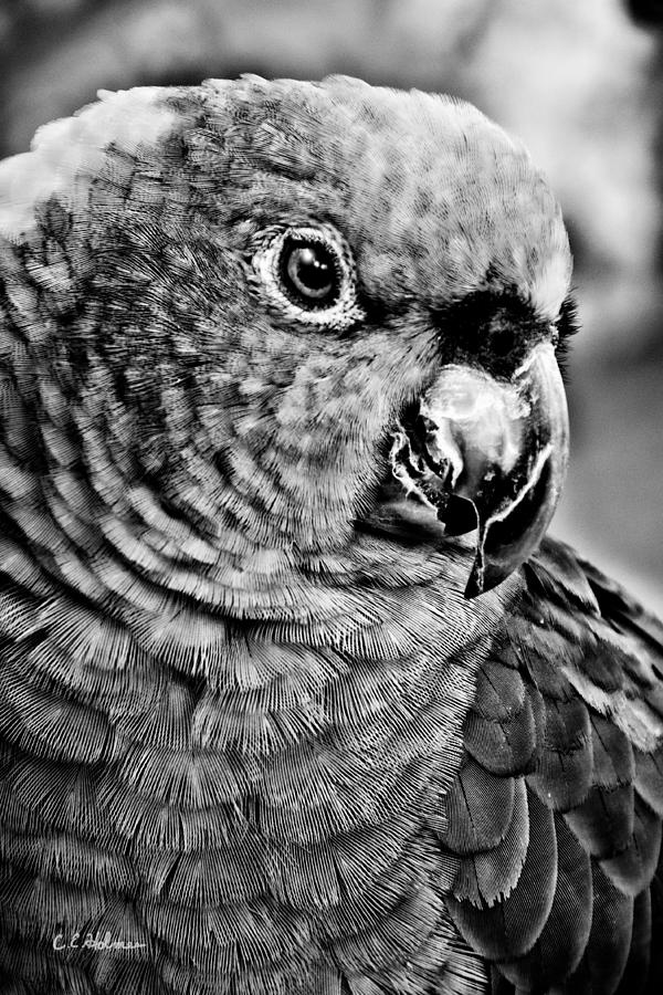 Green Parrot - BW Photograph by Christopher Holmes